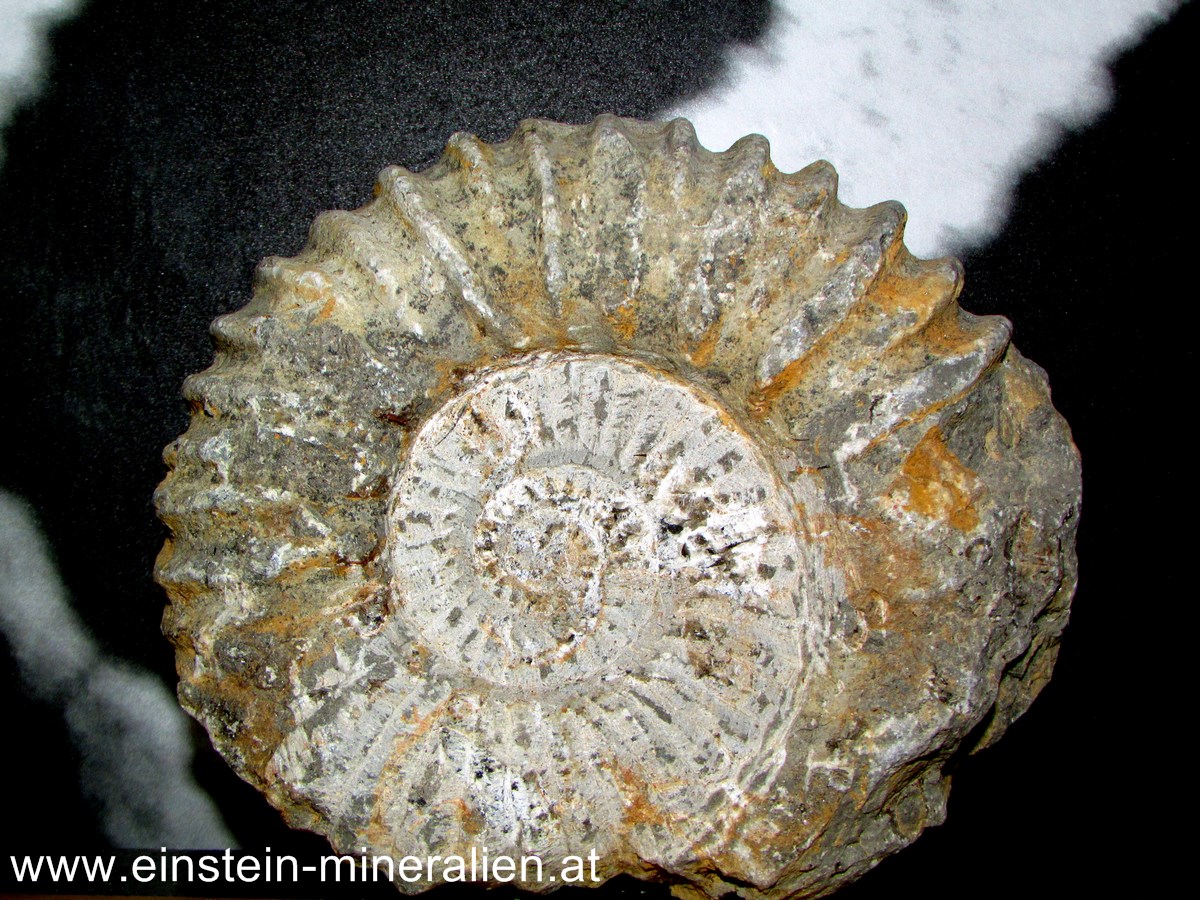 Ammonit 1,360kg